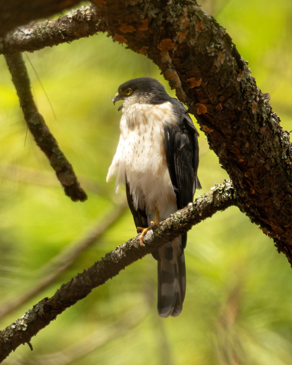 Sharp-shinned Hawk (White-breasted) - ML640255631