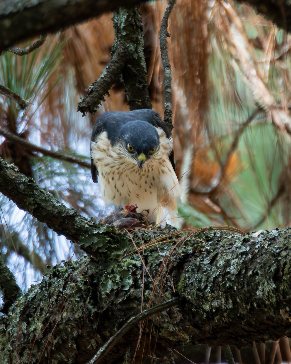 Sharp-shinned Hawk (White-breasted) - ML640255632