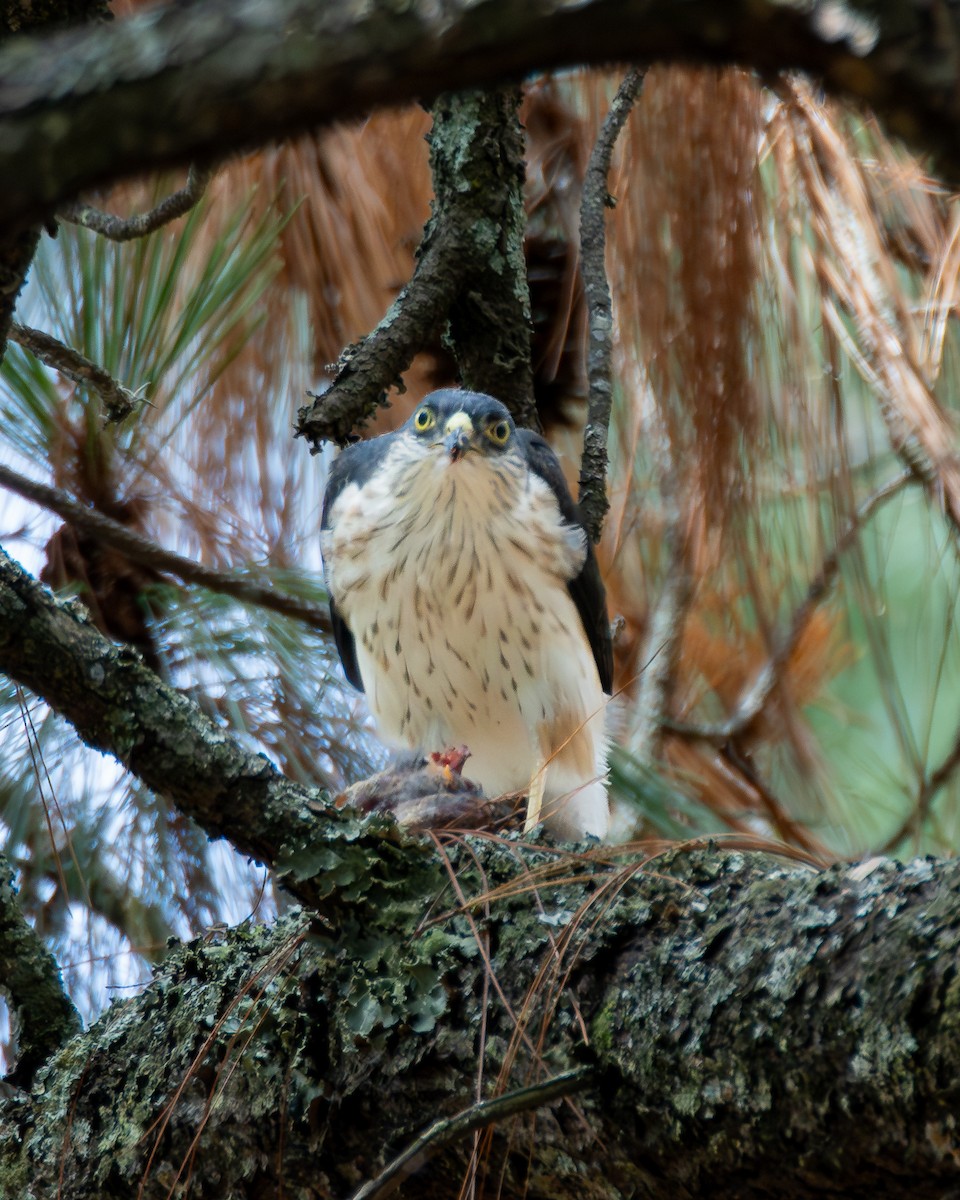 Sharp-shinned Hawk (White-breasted) - ML640255633