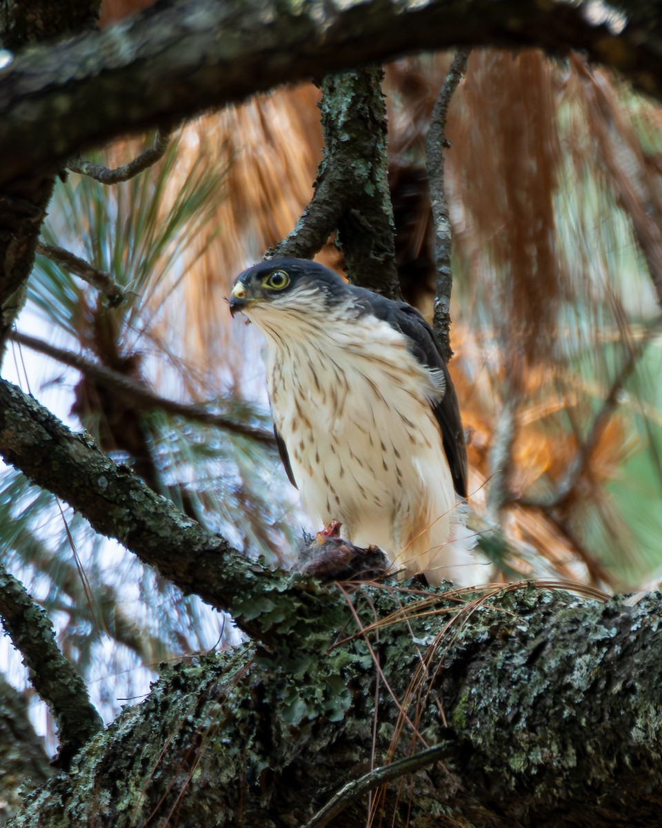 Sharp-shinned Hawk (White-breasted) - ML640255634