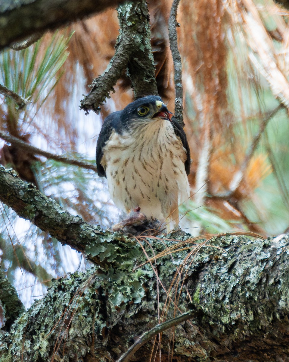 Sharp-shinned Hawk (White-breasted) - ML640255635