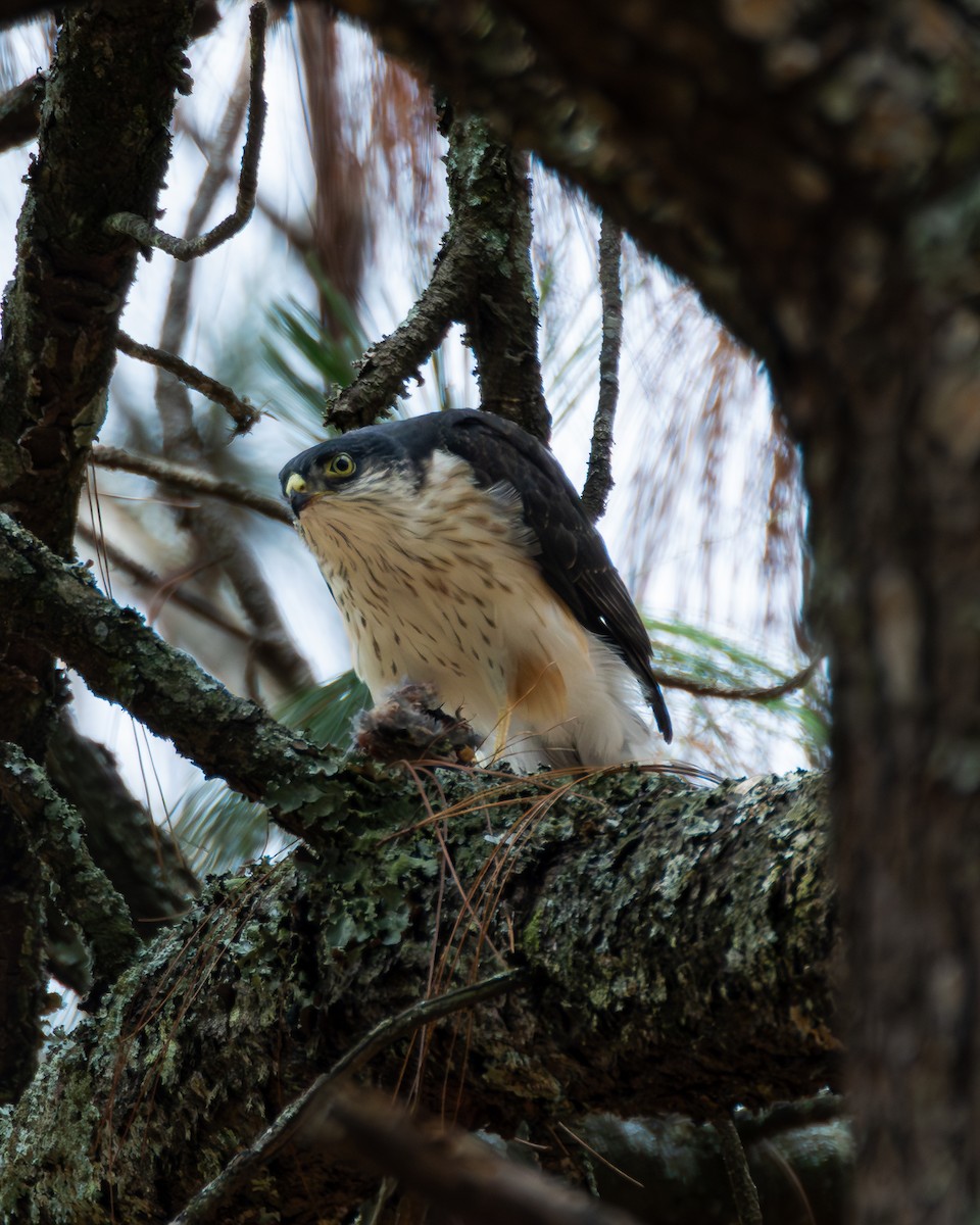 Sharp-shinned Hawk (White-breasted) - ML640255636