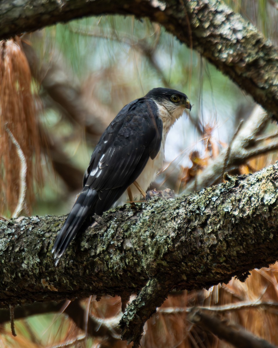 Sharp-shinned Hawk (White-breasted) - ML640255637