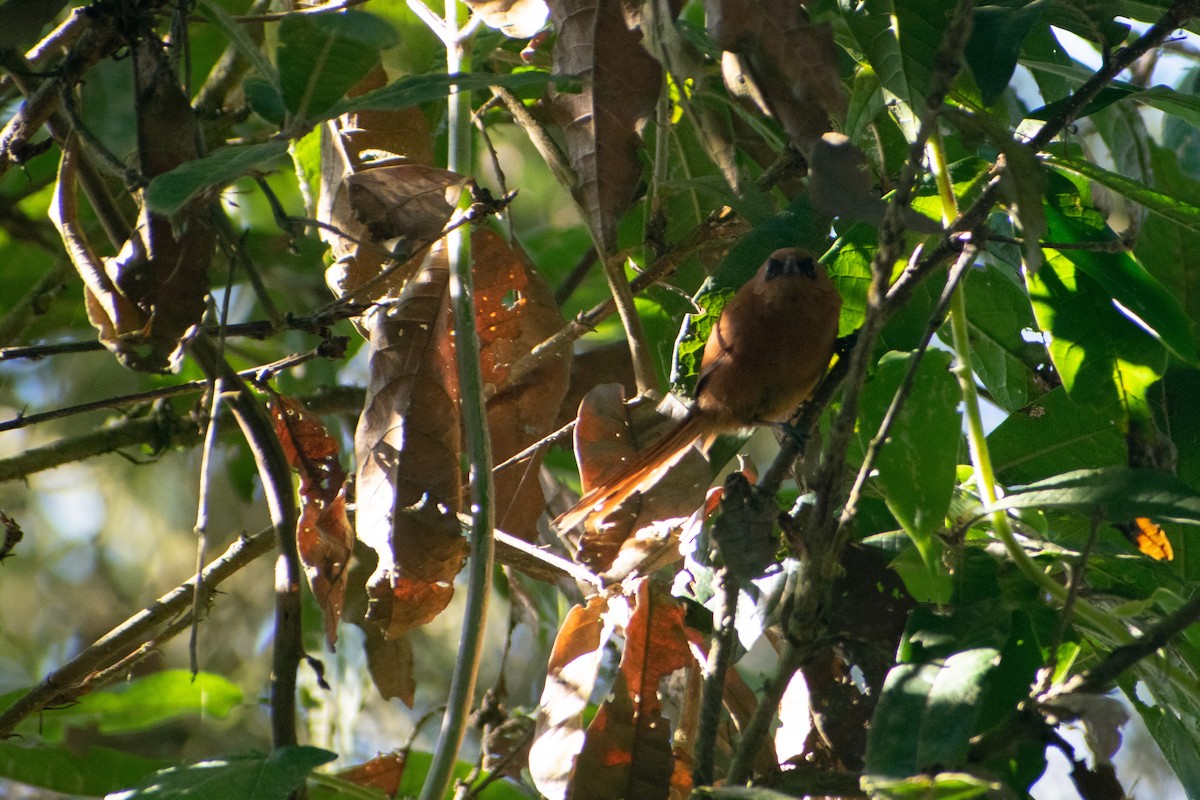 Rufous Spinetail - ML640255669
