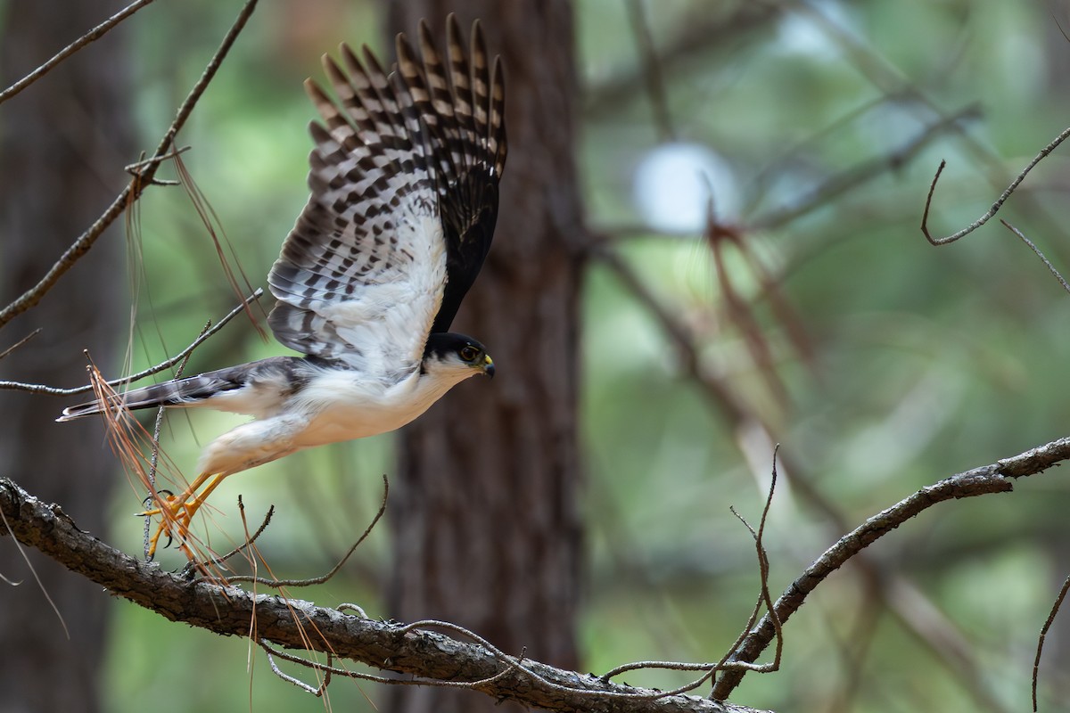 Sharp-shinned Hawk (White-breasted) - ML640255708