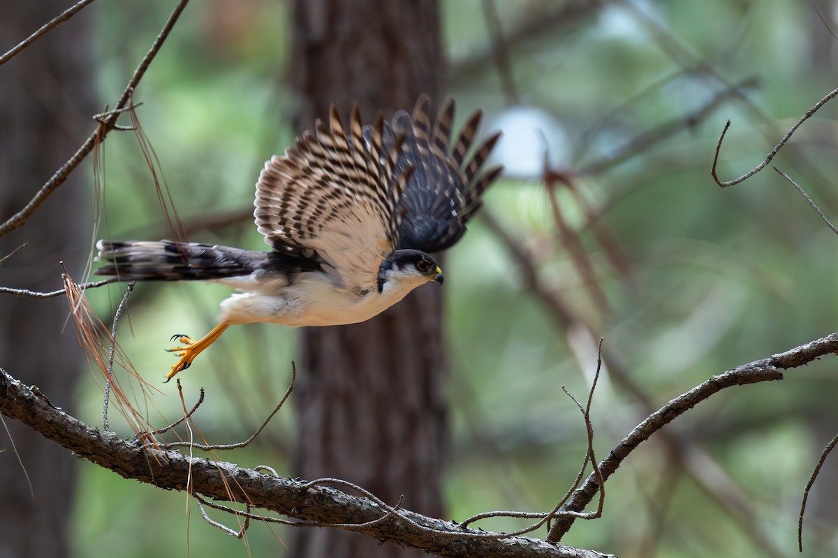 Sharp-shinned Hawk (White-breasted) - ML640255710