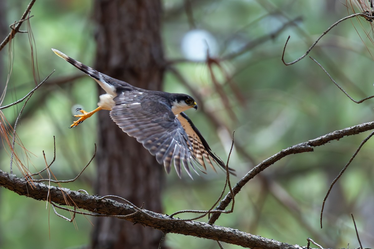 Sharp-shinned Hawk (White-breasted) - ML640255711