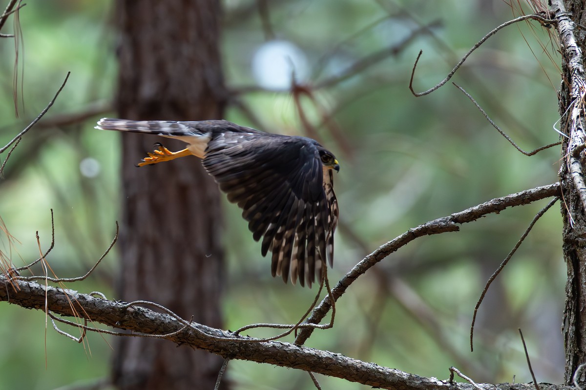 Sharp-shinned Hawk (White-breasted) - ML640255712