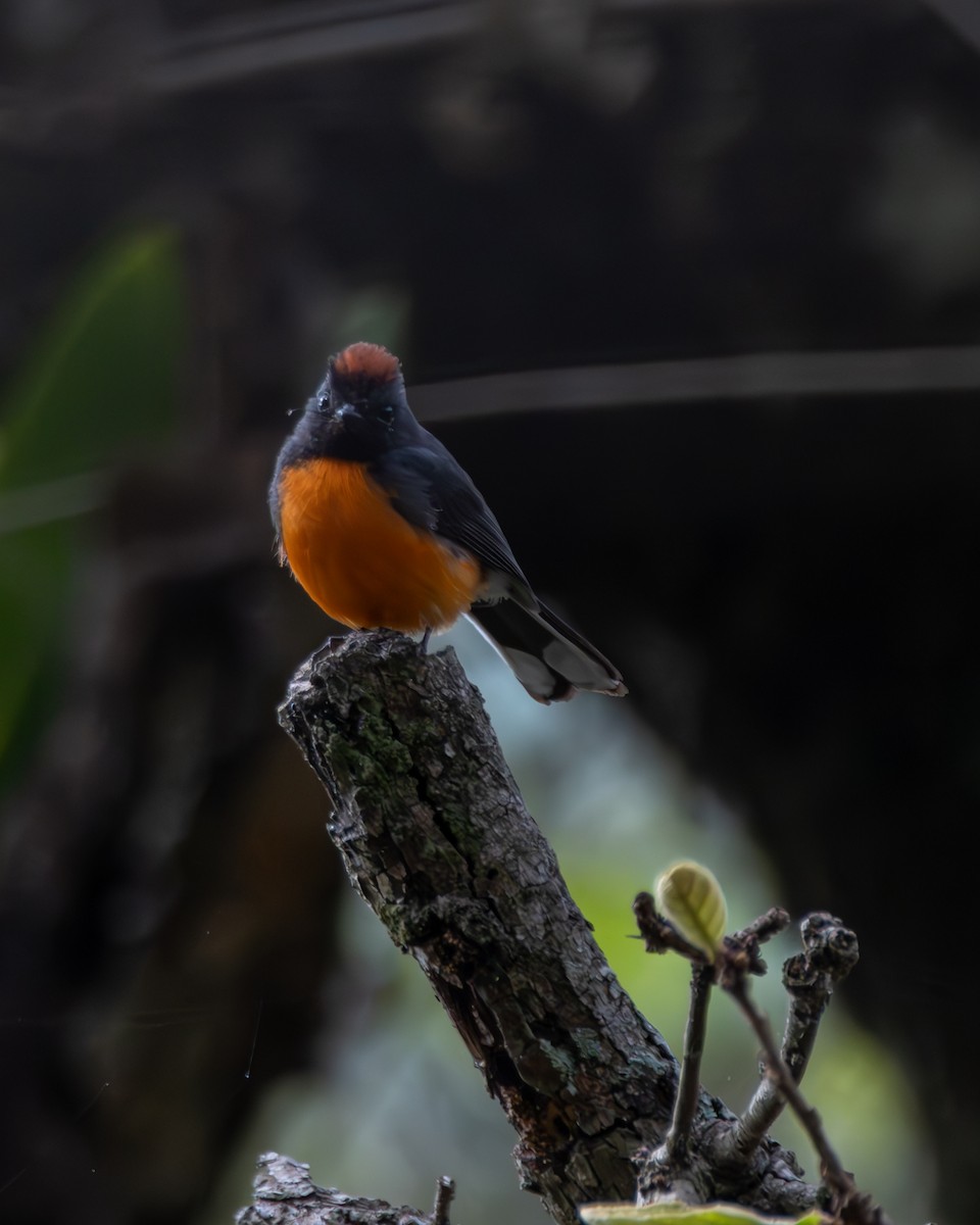 Slate-throated Redstart - ML640255739