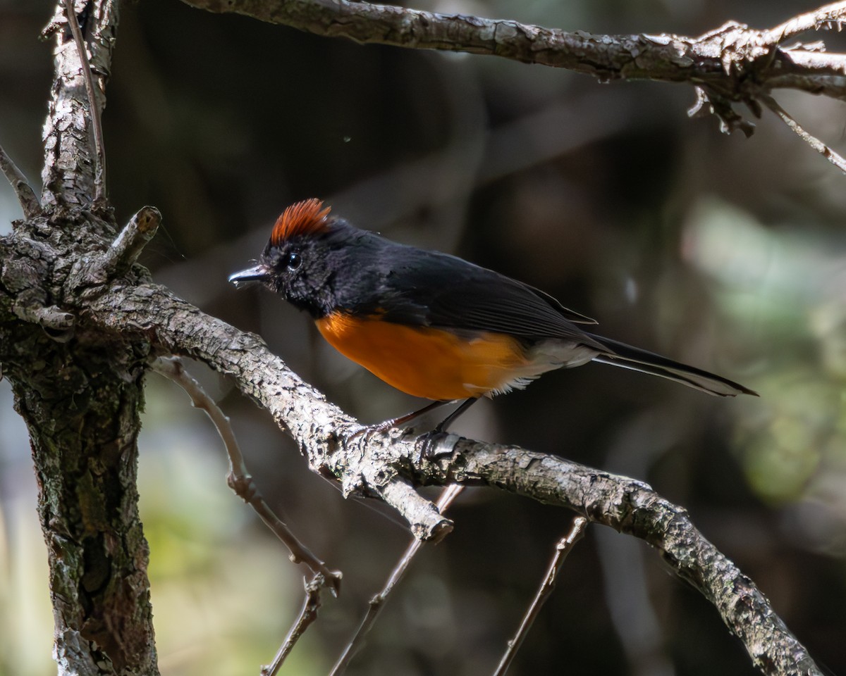 Slate-throated Redstart - ML640255740