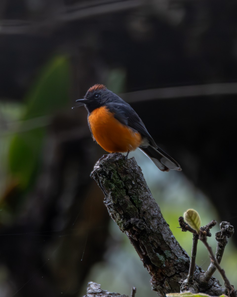 Slate-throated Redstart - ML640255741
