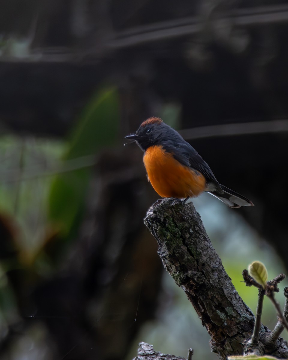 Slate-throated Redstart - ML640255742