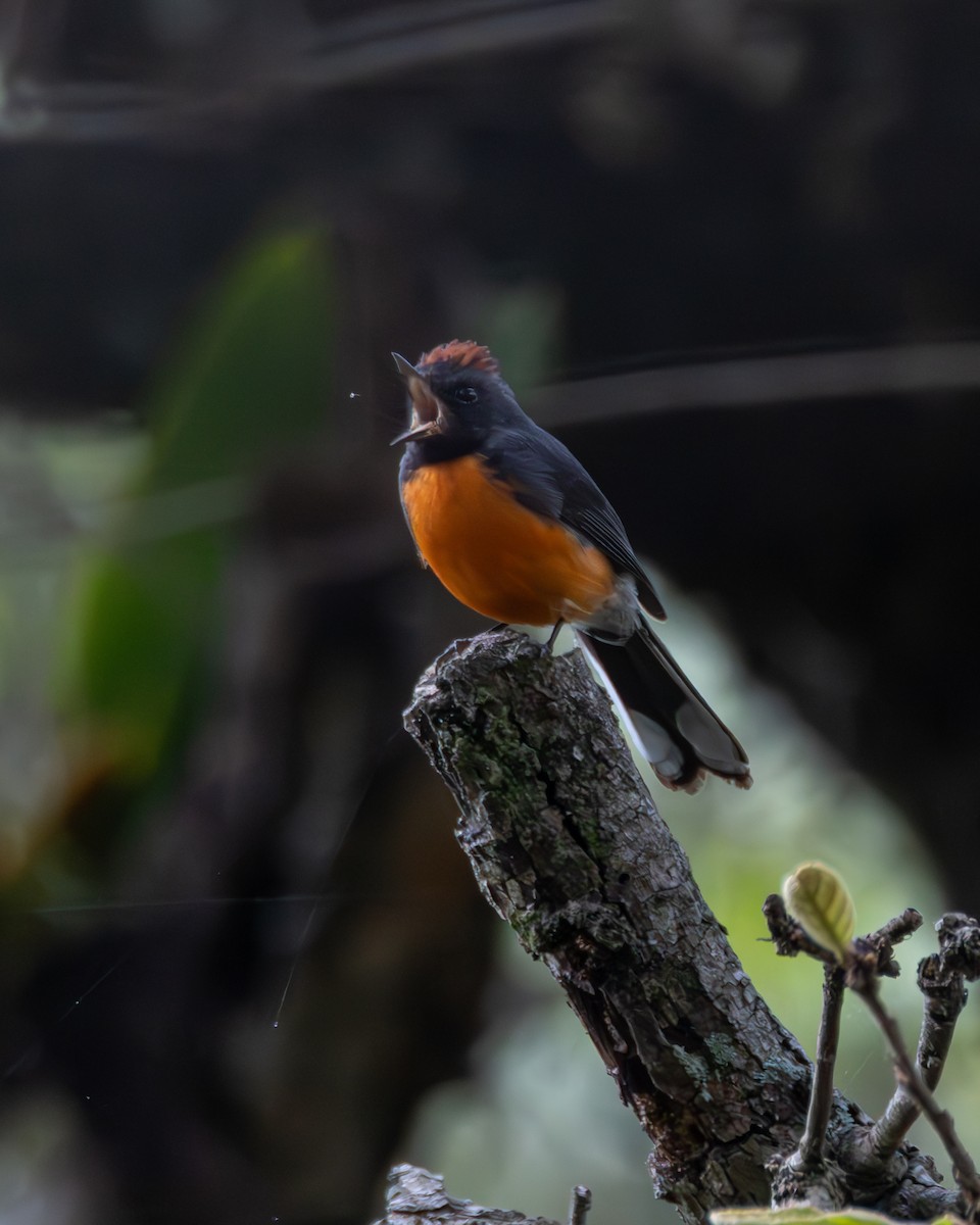 Slate-throated Redstart - ML640255743