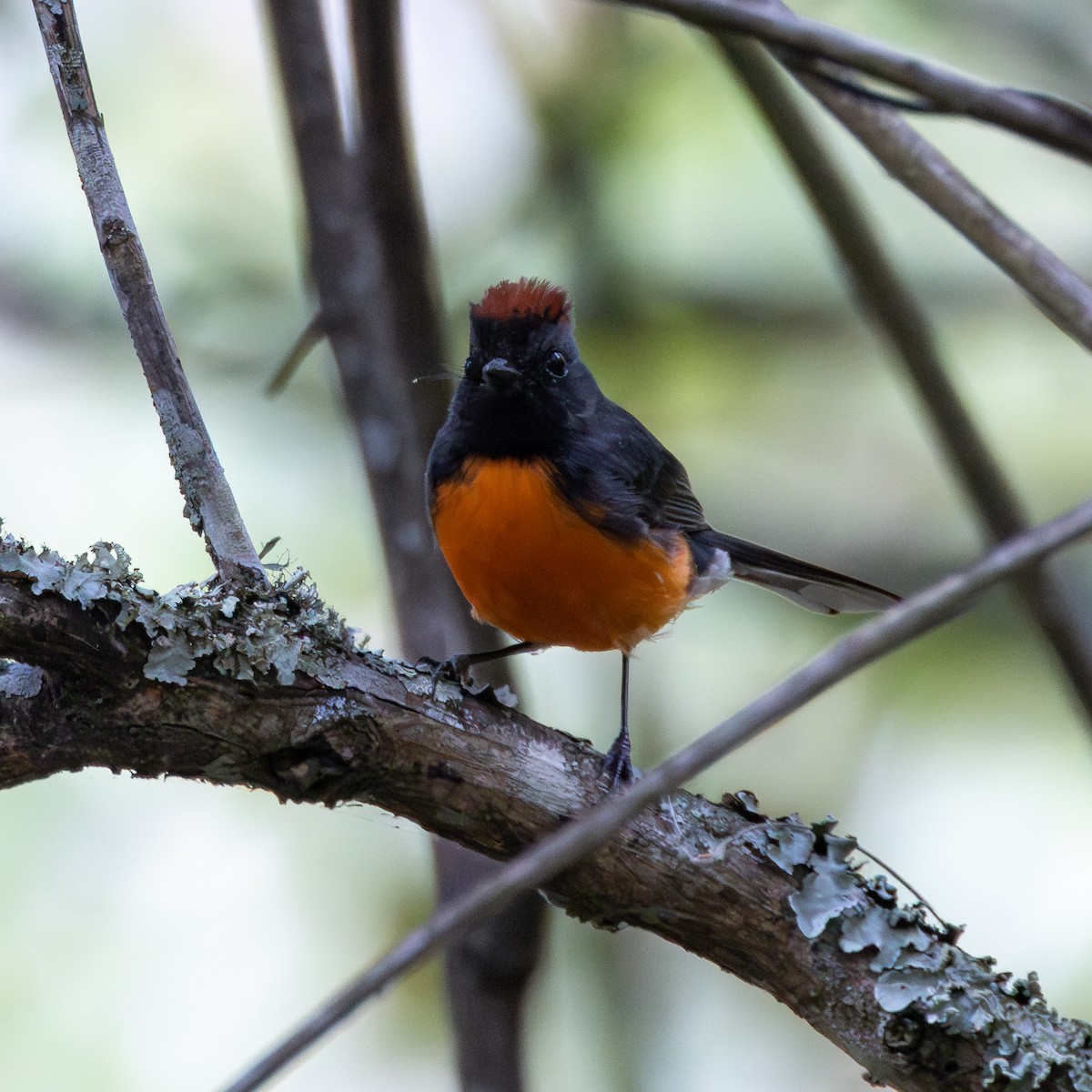 Slate-throated Redstart - ML640255744