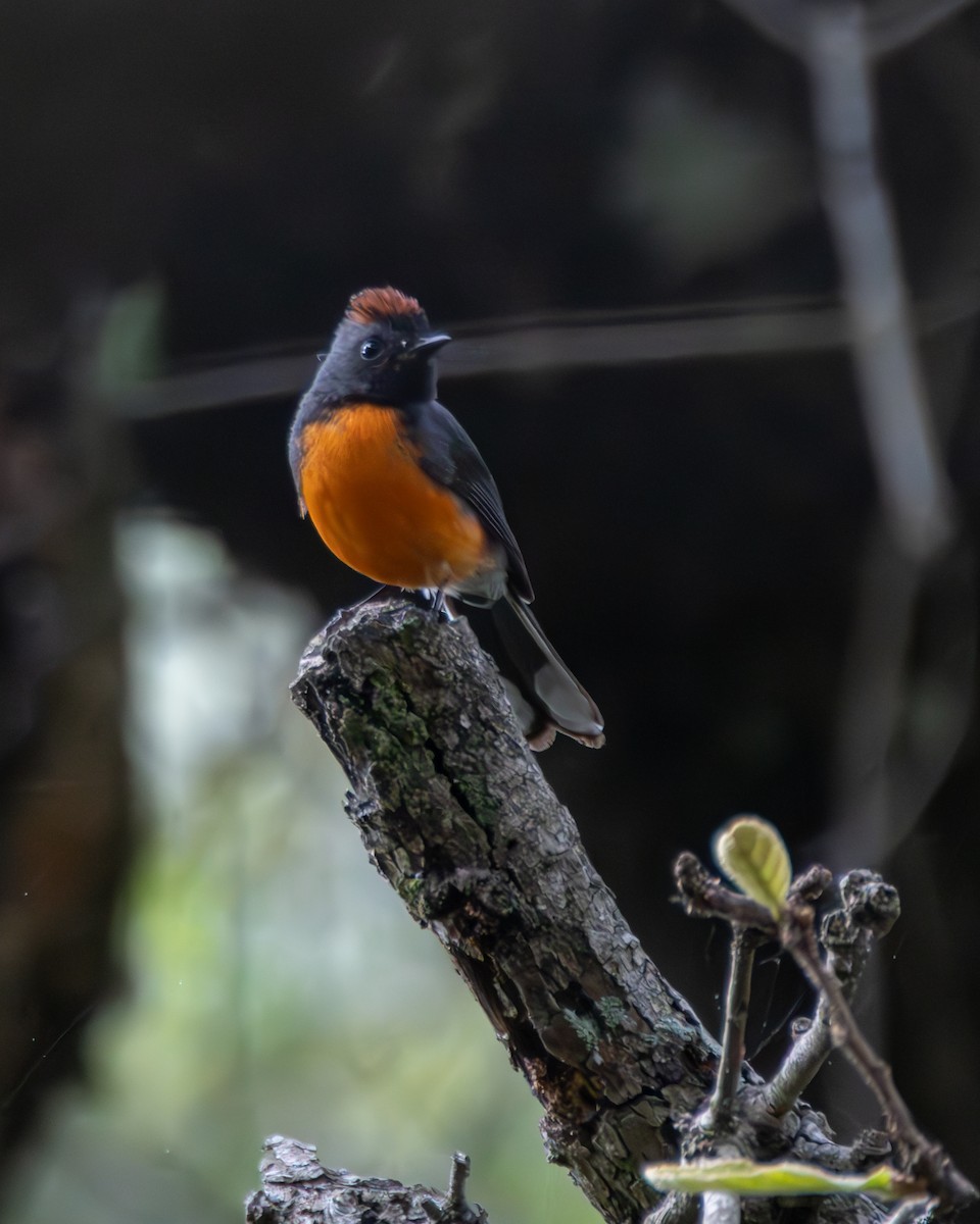Slate-throated Redstart - ML640255745
