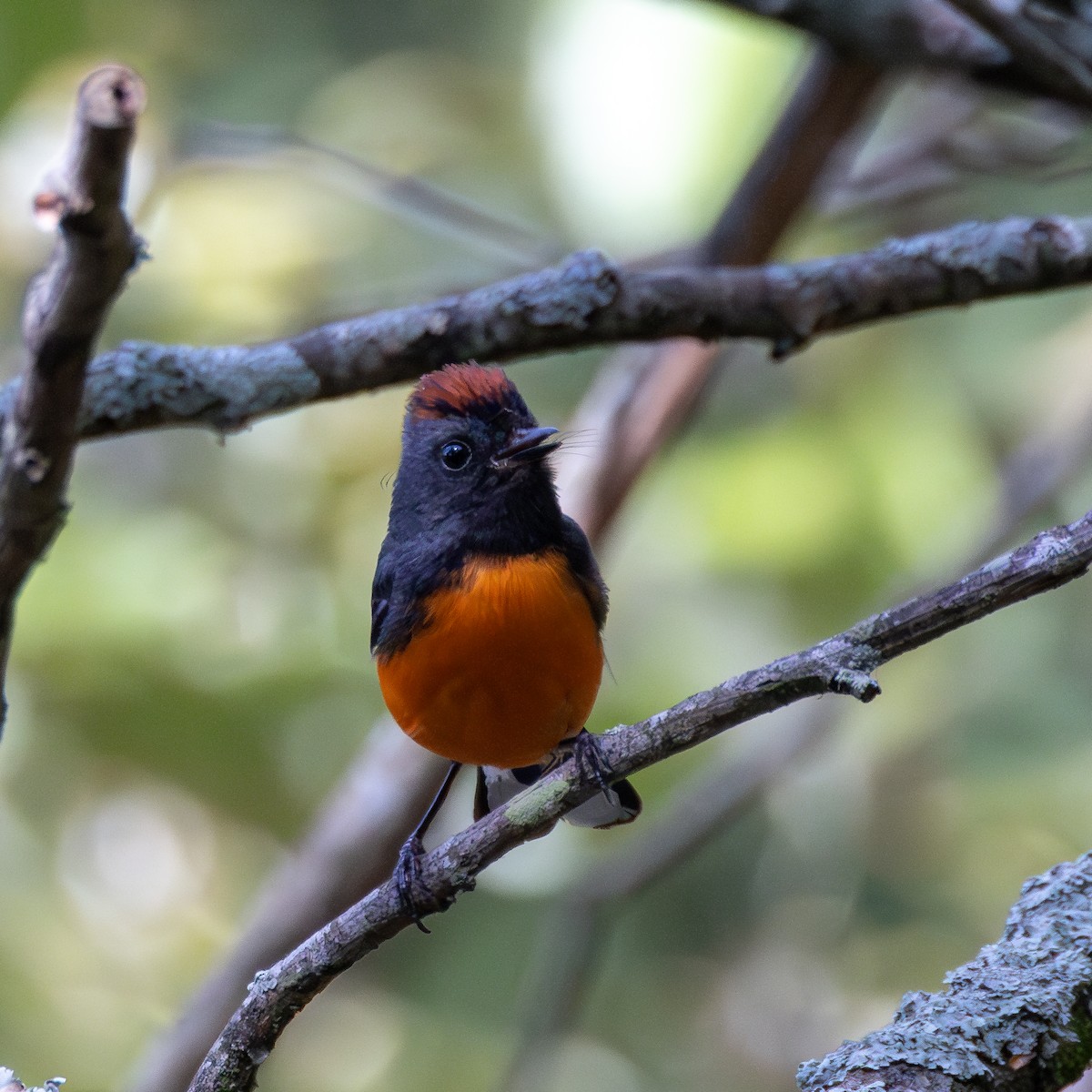 Slate-throated Redstart - ML640255746