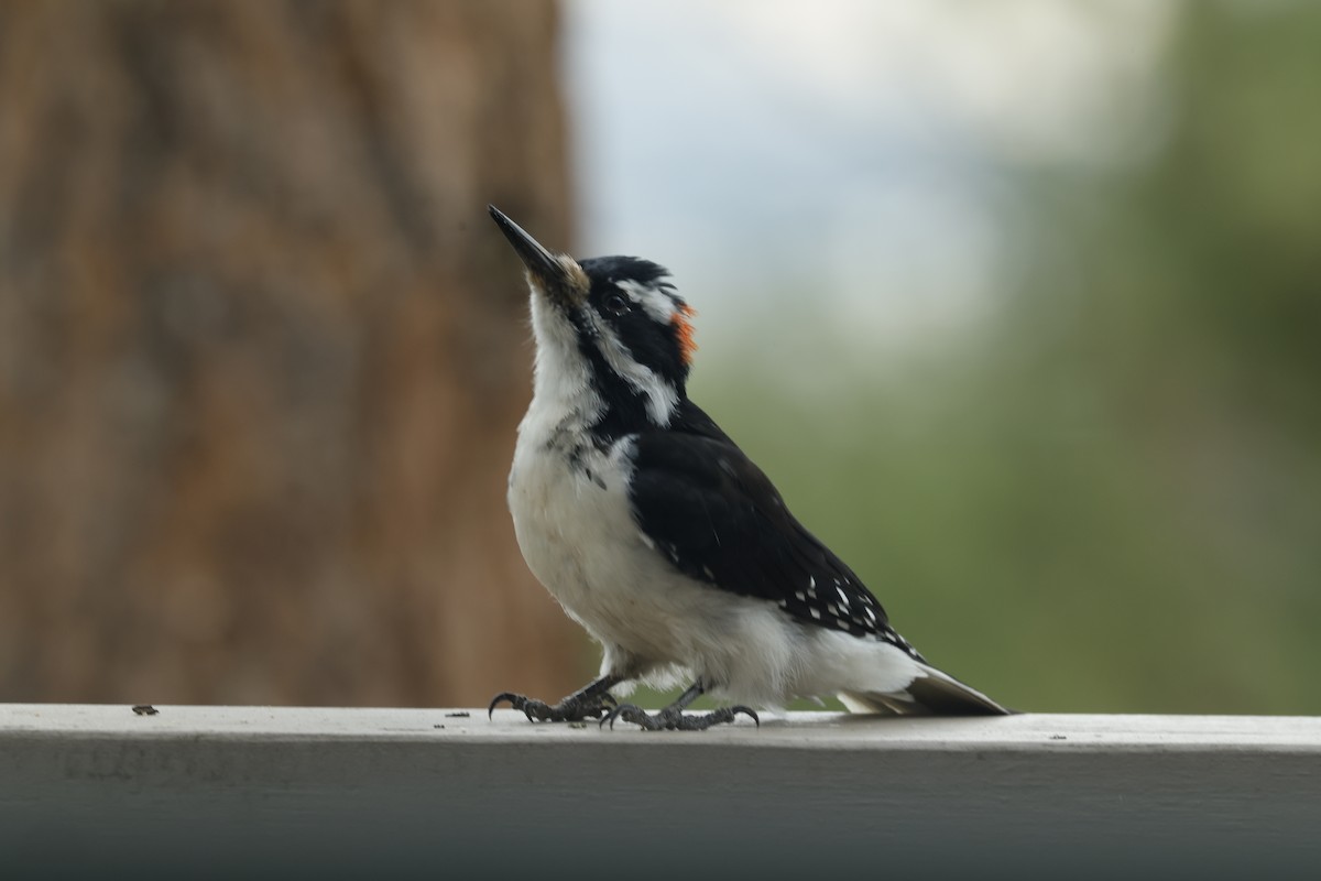 Hairy Woodpecker - ML640255763