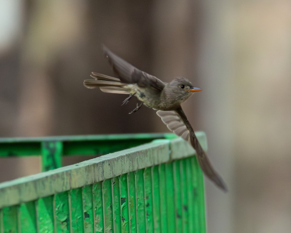 Greater Pewee - ML640255769