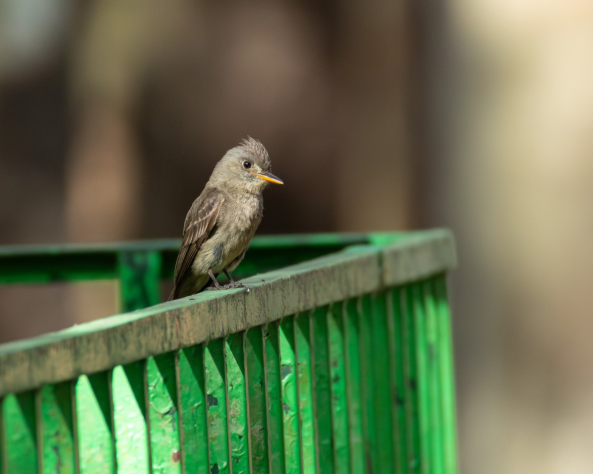 Greater Pewee - ML640255770