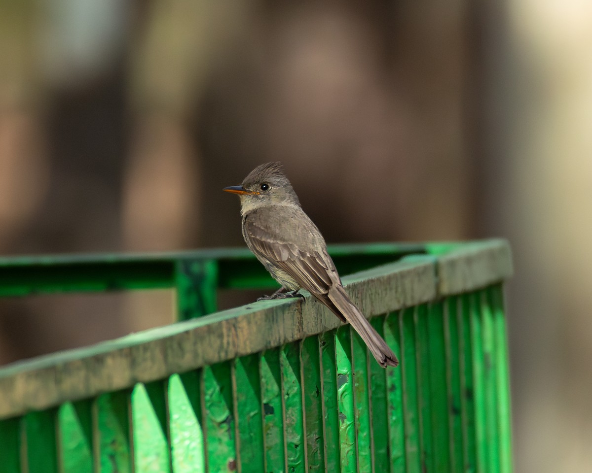 Greater Pewee - ML640255771