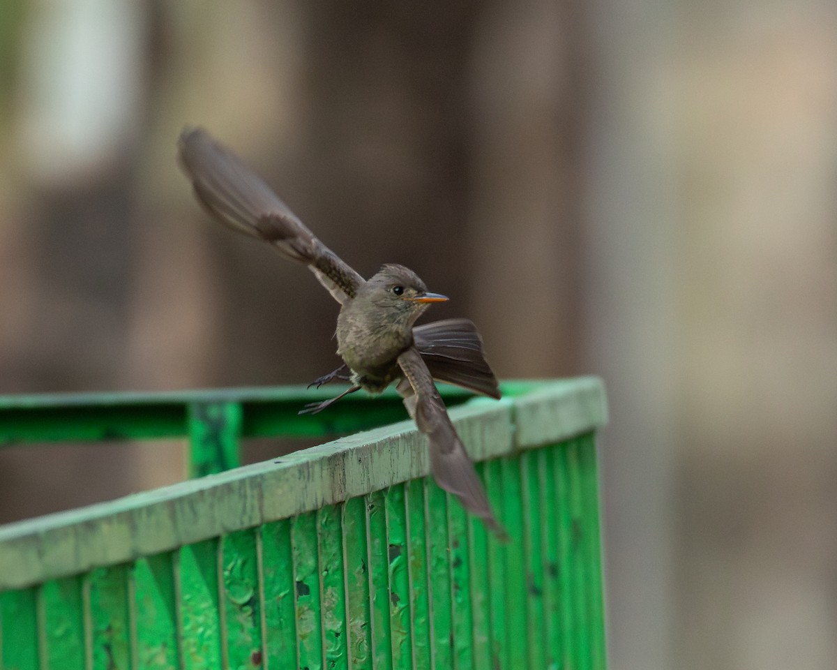 Greater Pewee - ML640255773