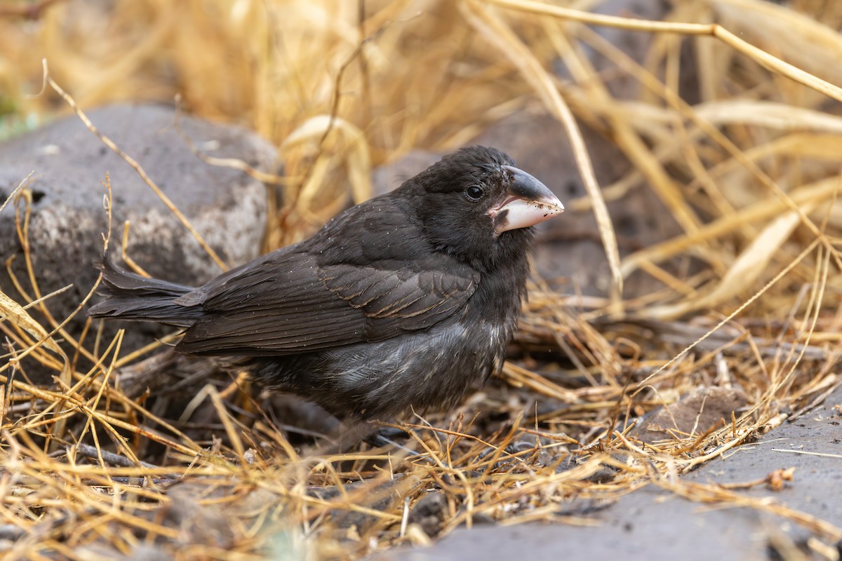 Española Ground-Finch - ML640255832