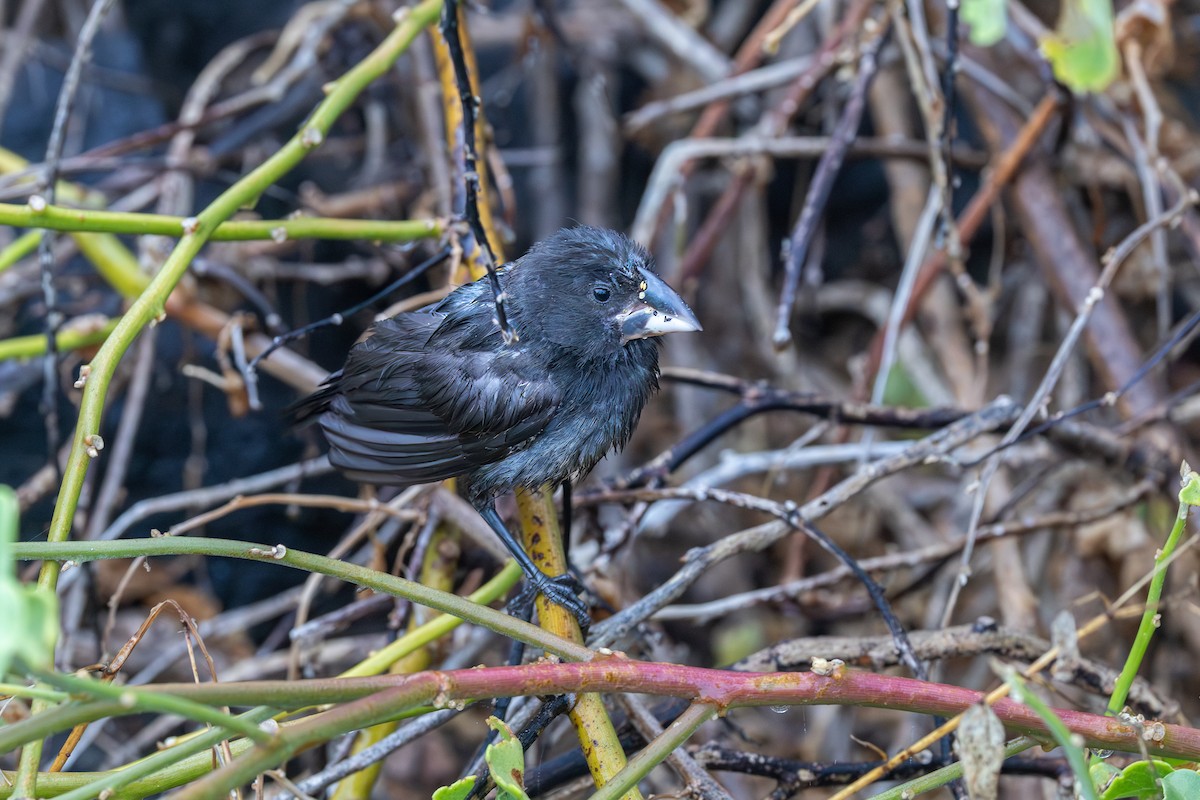 Española Ground-Finch - ML640255833