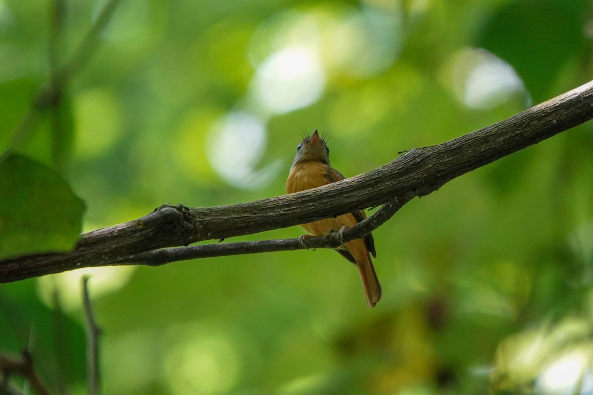 Ruddy-tailed Flycatcher - ML640255849