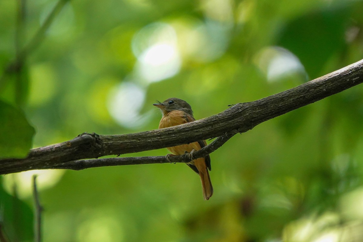 Ruddy-tailed Flycatcher - ML640255850