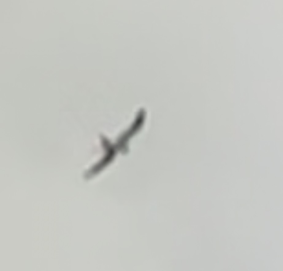 Swallow-tailed Kite - ML640255937