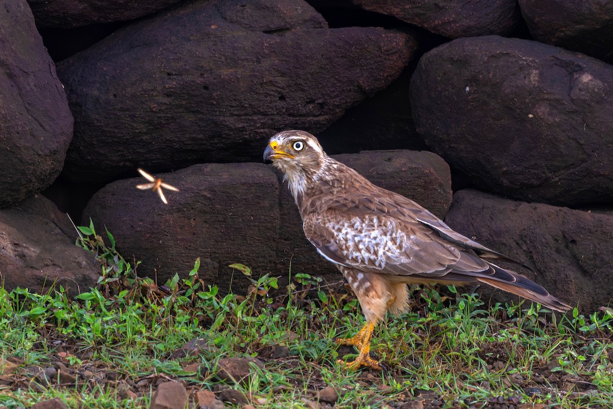 White-eyed Buzzard - ML640255939