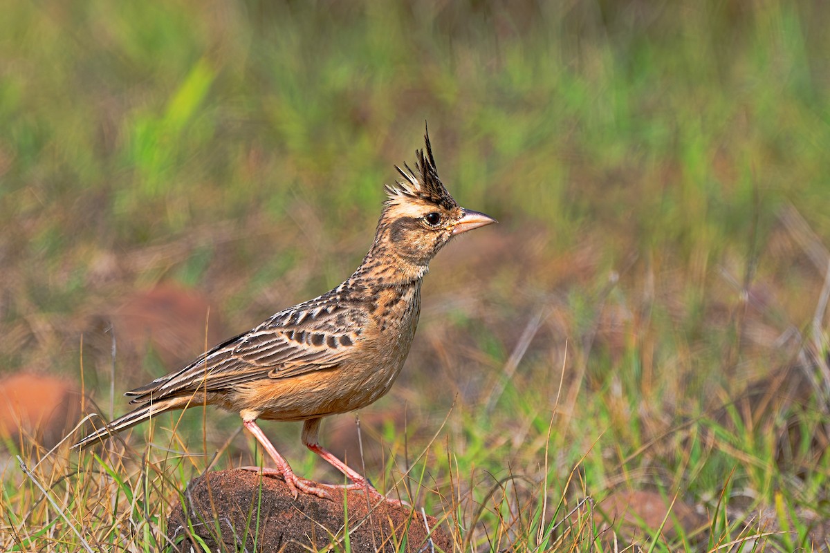 Tawny Lark - ML640255958