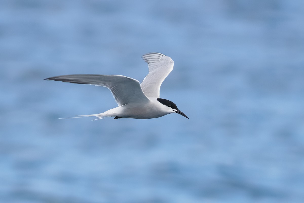 Common Tern (longipennis) - ML640255969