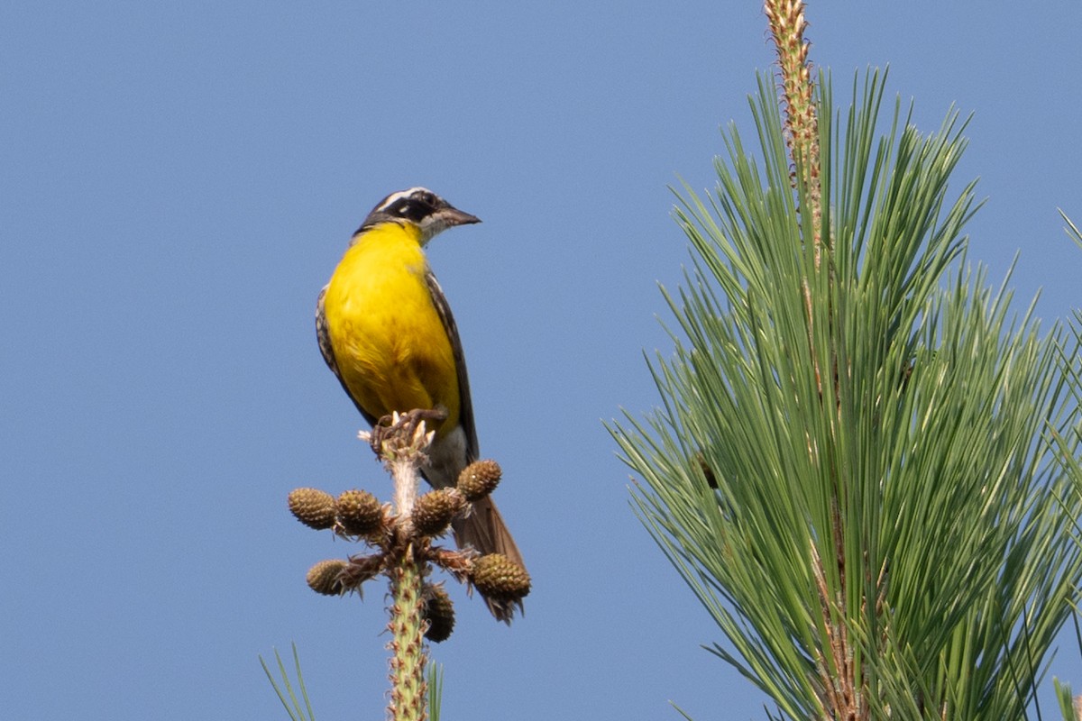 Cabanis's Bunting - ML640255979