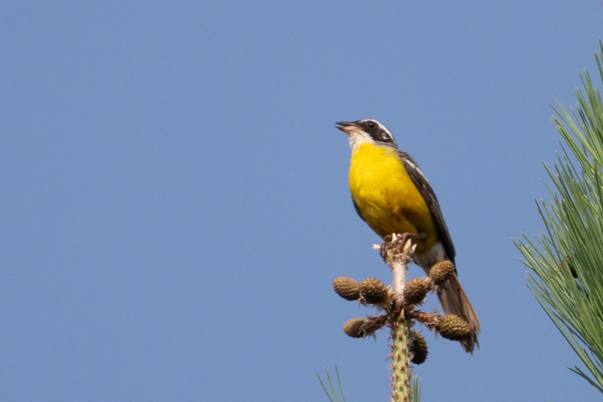 Cabanis's Bunting - ML640255981