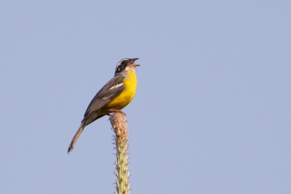 Cabanis's Bunting - ML640255990