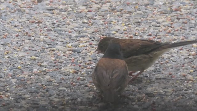 Junco ardoisé (groupe oreganus) - ML640255999