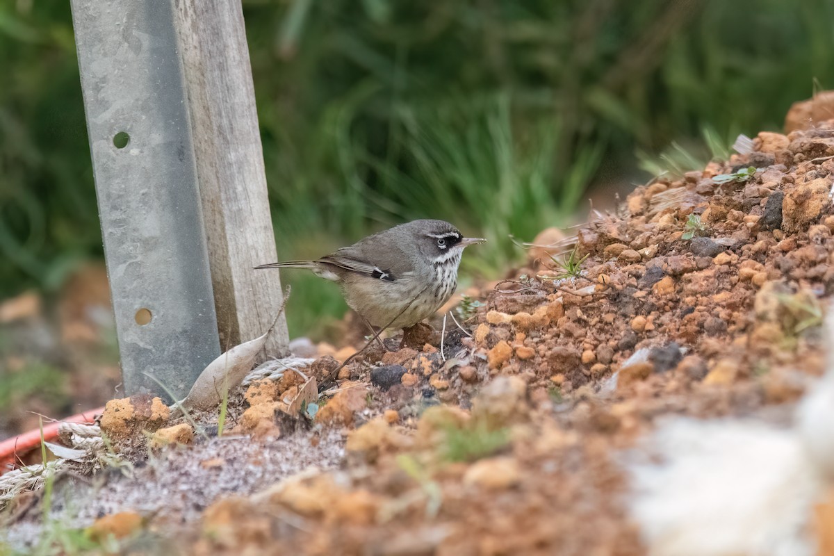 Spotted Scrubwren - ML640256007