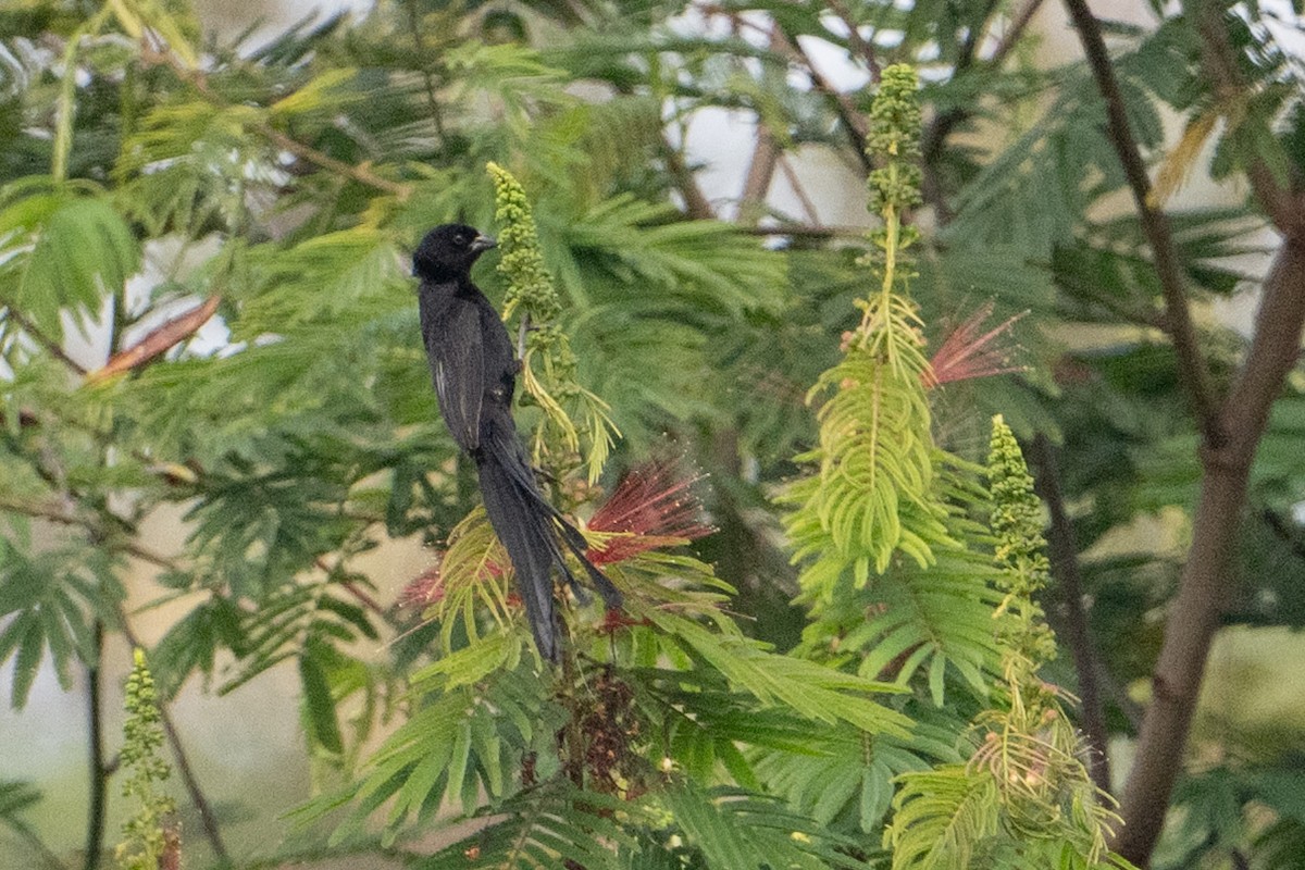 Red-collared Widowbird - ML640256013