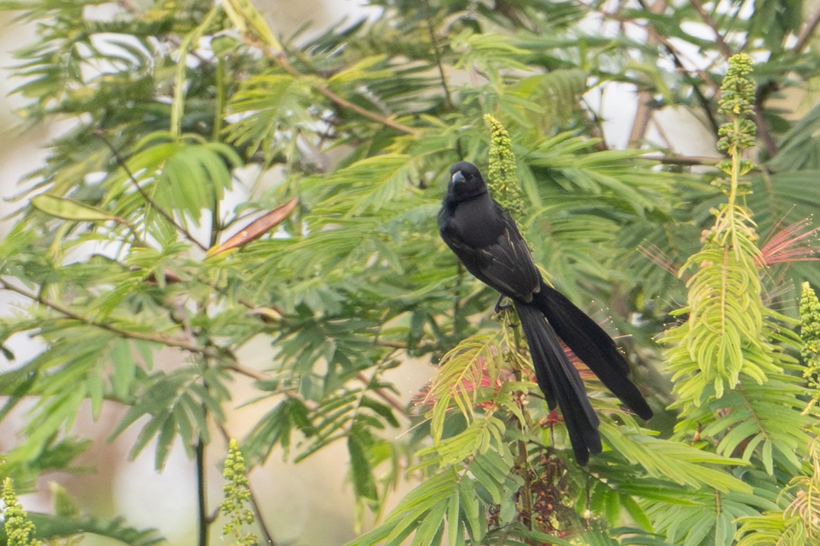 Red-collared Widowbird - ML640256015