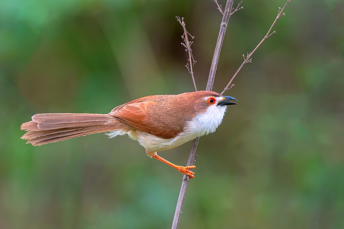 Yellow-eyed Babbler - ML640256018