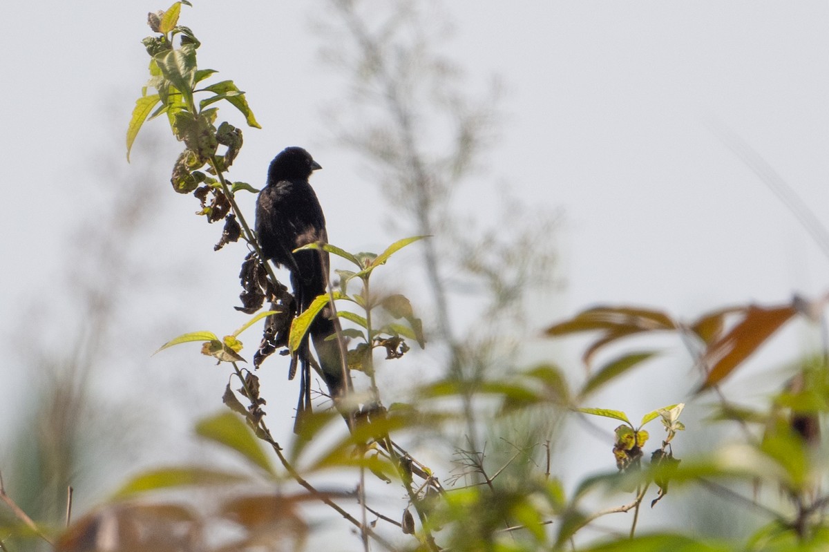 Red-collared Widowbird - ML640256023