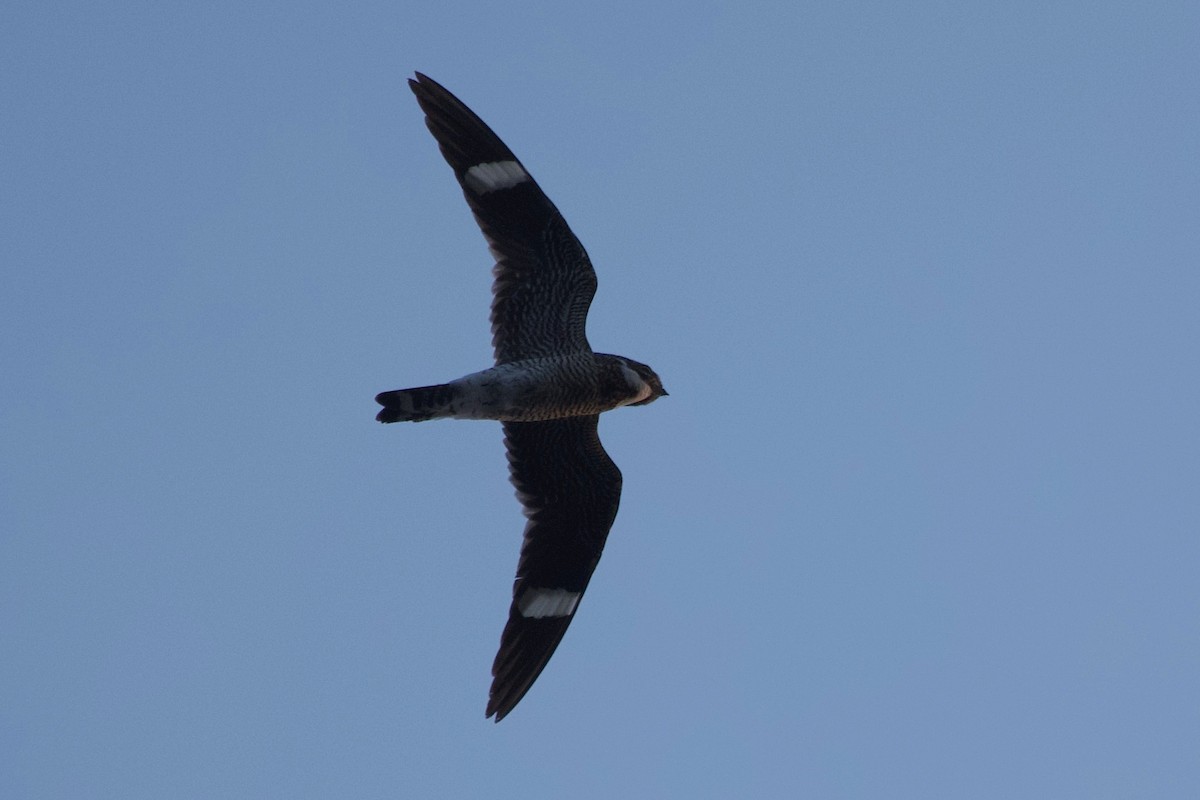 Common Nighthawk - ML640256087