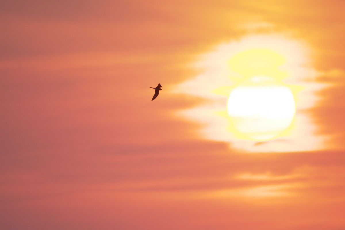 Common Nighthawk - ML640256094