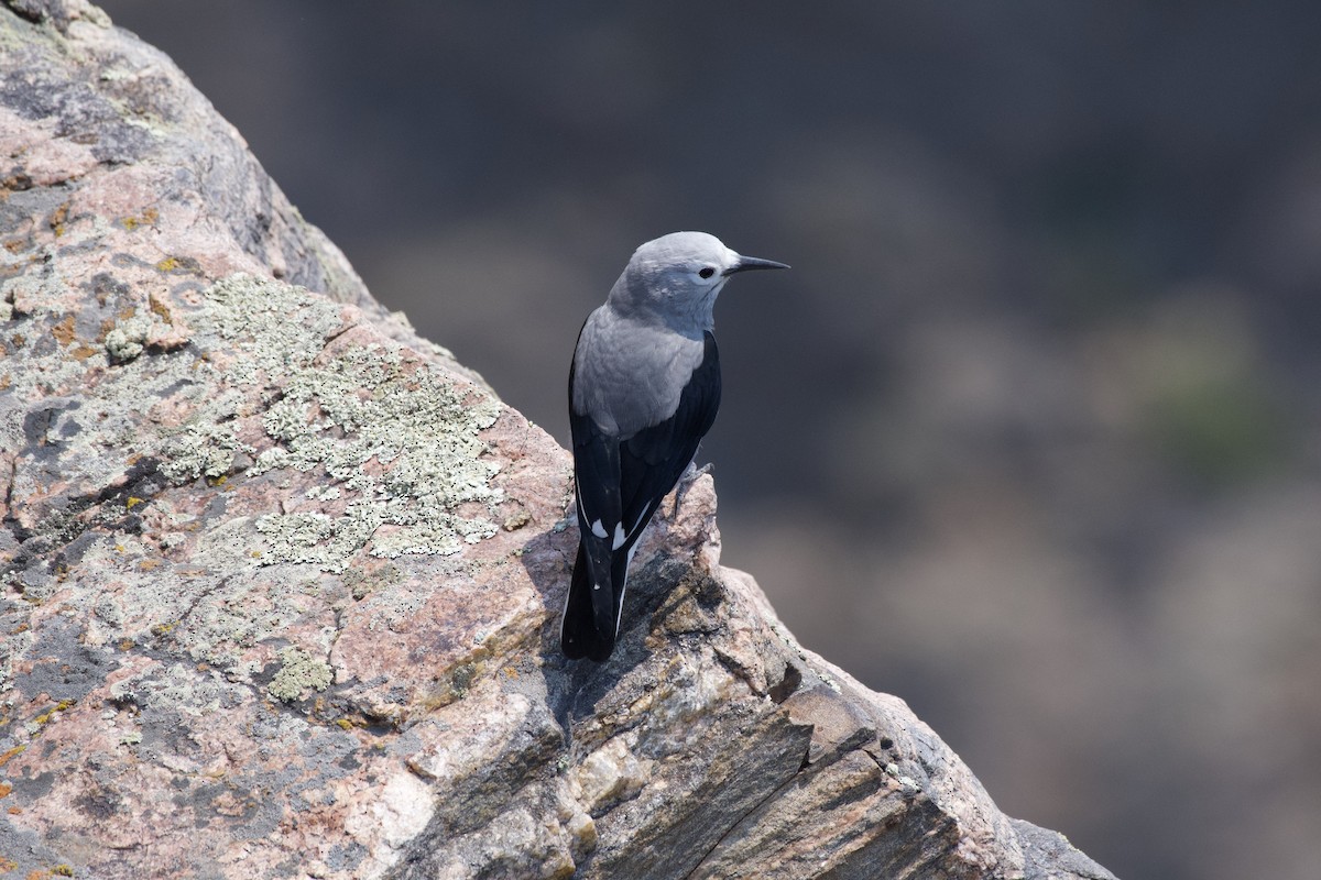 Clark's Nutcracker - ML640256155
