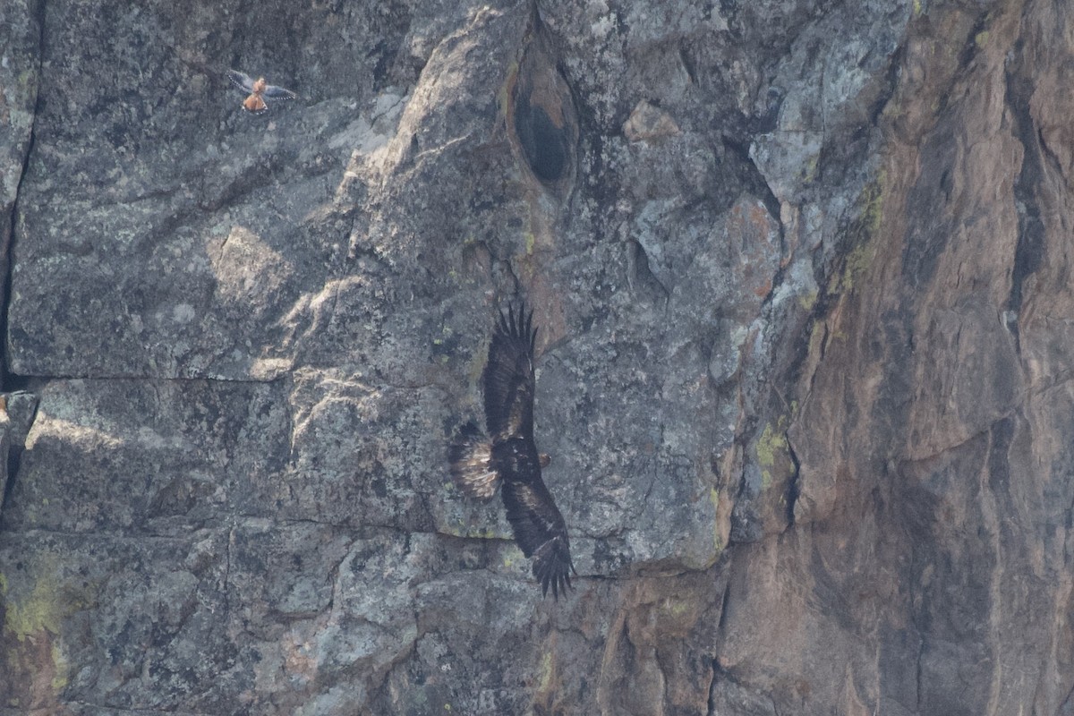 Golden Eagle - ML640256166