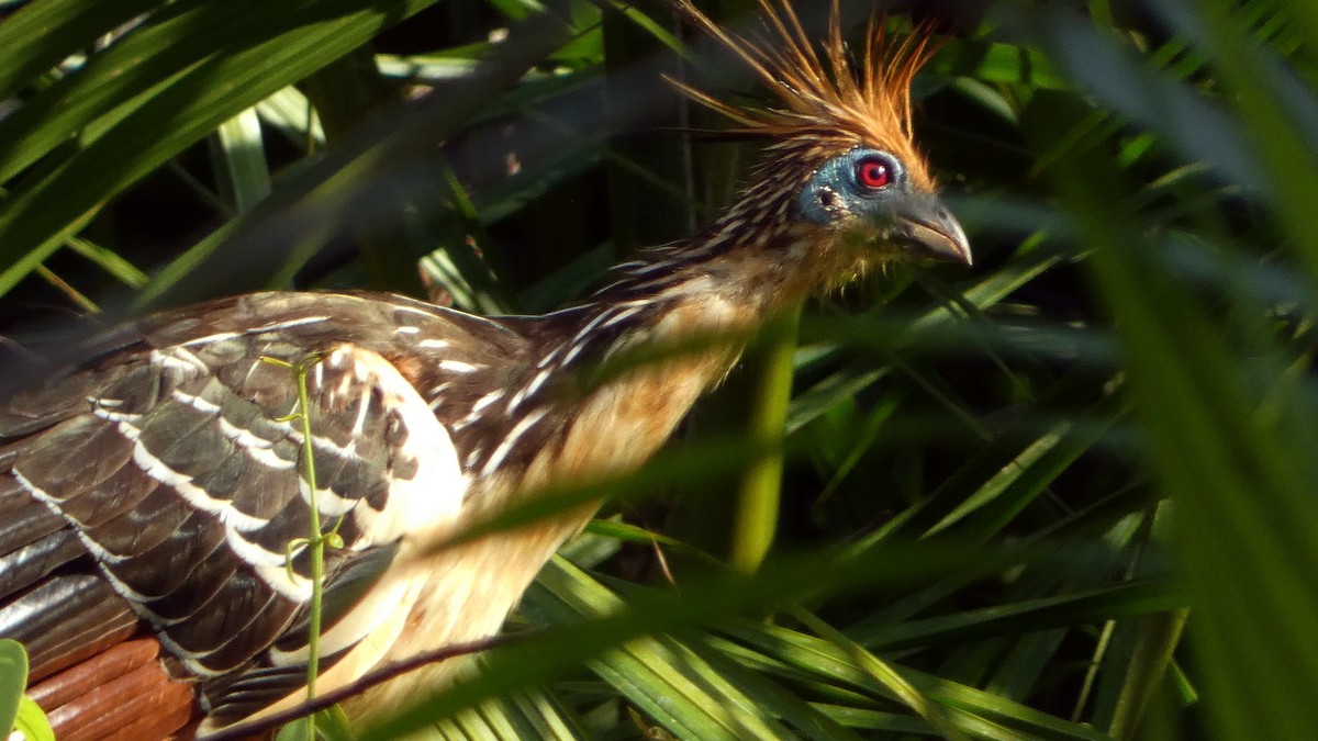 Hoatzin - ML640256196