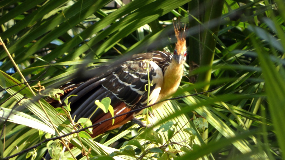 Hoatzin - ML640256197