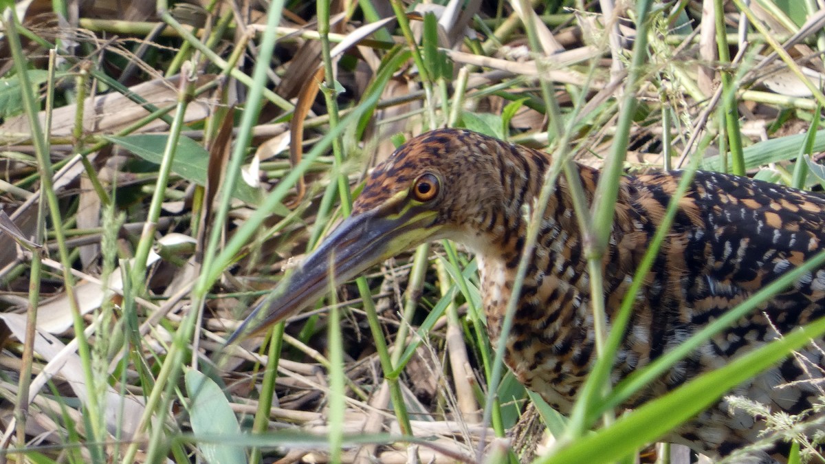 Rufescent Tiger-Heron - ML640256203