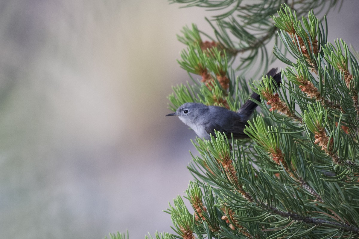 Blue-gray Gnatcatcher - ML640256207